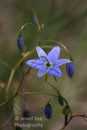 Blue Star Flower, Brisbane
